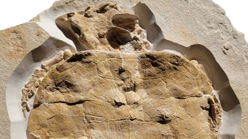 Un fossile de tortue extrêmement bien conservé découvert en Allemagne