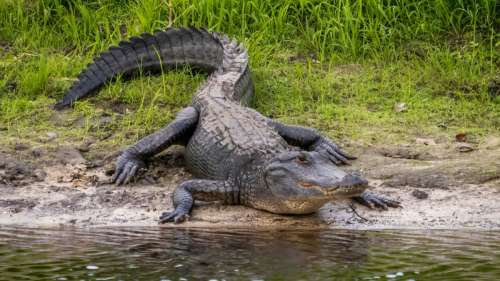 Pennsylvanie : Apparition mystérieuse d’alligators dans une rivière