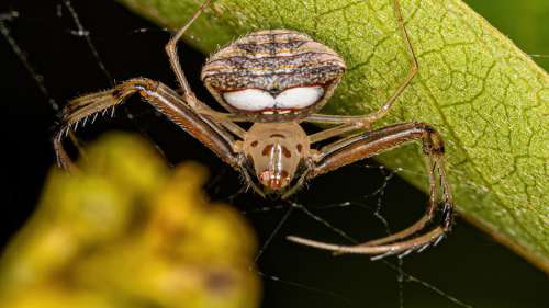 Ces araignées pirates utilisent une stratégie redoutable pour piéger leurs proies