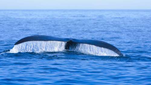 La chasse à la baleine au Moyen Âge aurait fait disparaître deux espèces