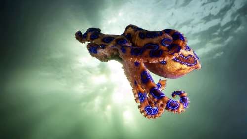 TOP 10 des créatures marines les plus venimeuses au monde