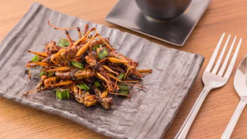 Manger des insectes est bénéfique pour le métabolisme, selon une étude