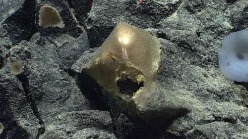 Un intrigant objet doré découvert au fond du Pacifique