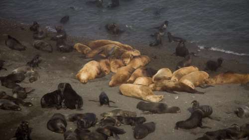 Le mystère de la disparition massive de phoques sur une île sibérienne est au centre d’une enquête