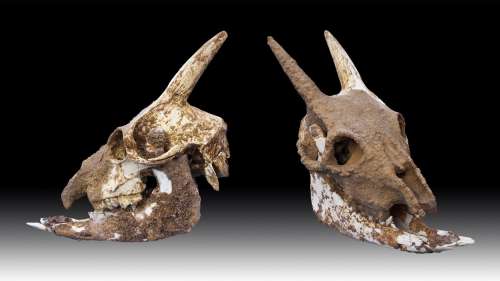 Cette chèvre naine préhistorique était le seul mammifère à sang froid