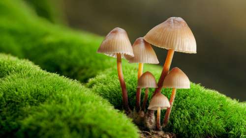 Bond évolutif : ces champignons peuvent désormais envahir le vivant