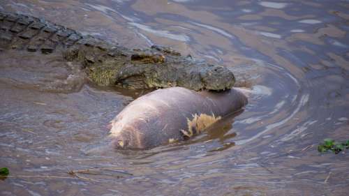 Des images exceptionnelles dévoilent un crocodile dévorant un bébé hippopotame