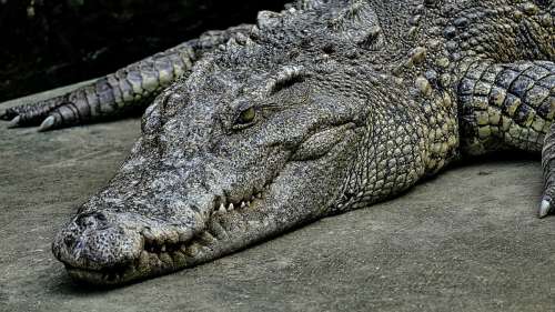 Autrefois, de terribles crocodiles à tête de couteau vivaient dans le centre de l’Australie