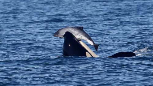 Des orques tuent les marsouins dans le Pacifique sans les manger, et la raison reste un mystère