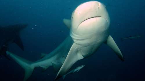 Des requins ont vécu pendant 20 ans dans l’étang d’un terrain de golf, avant de disparaître