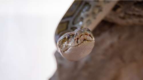 Une nounou tombe nez à nez avec un python de 1,50 mètre de long dans la cuisine