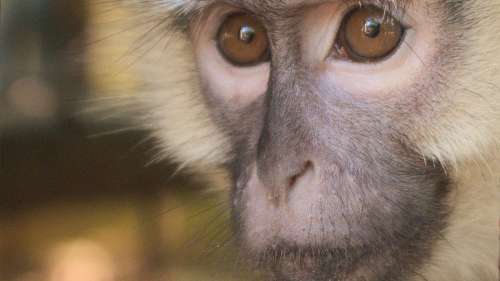 L’autopsie révèle les conséquences désastreuses de l’implant Neuralink sur le cerveau d’un singe