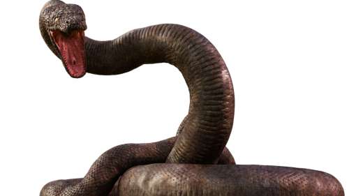 À la rencontre du Titanoboa, le plus grand serpent de tous les temps