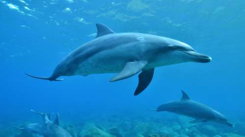 Des dauphins observés pour la première fois volant des appâts et déjouant des pièges à crabes