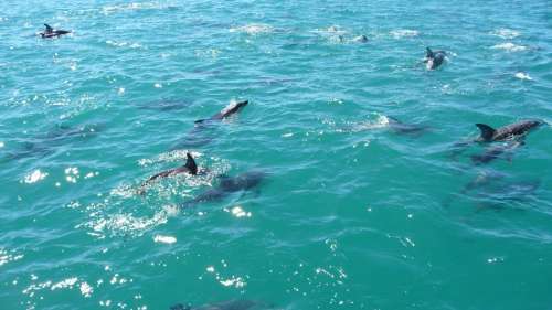 Un impressionnant spectacle aquatique de dauphins immortalisé dans une vidéo rare