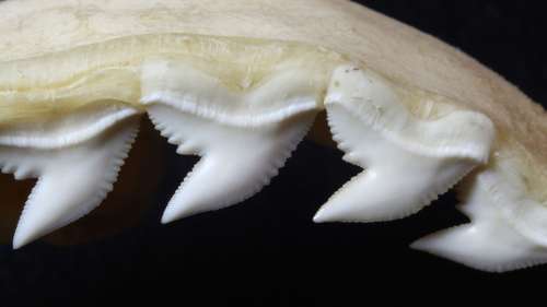 Ces armes redoutables vieilles de 7 000 ans étaient composées de dents de requin-tigre