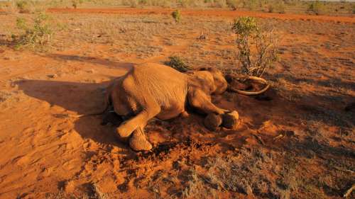 Une bactérie très rare aurait causé la mort de plusieurs éléphants au Zimbabwe