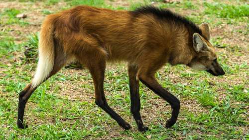 Le loup à crinière, un canidé dont vous ne soupçonniez probablement pas l’existence