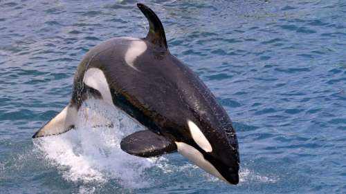 Pour la première fois, un comportement exceptionnel chez les orques capturé en vidéo