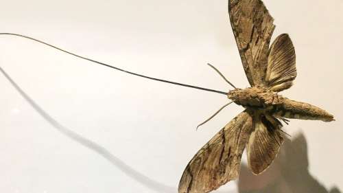 Le papillon de Wallace, l’insecte prédit par Darwin des décennies avant sa découverte
