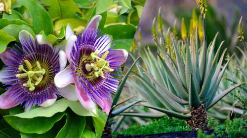 10 plantes médicinales que vous pouvez cultiver dans votre jardin