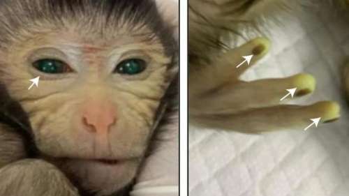 Pour la première fois, un singe chimérique est né dans un laboratoire