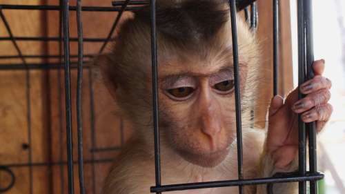 Harry Harlow, le psychologue qui a mené des expériences traumatisantes sur des singes