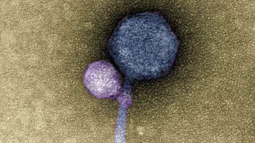 Des scientifiques observent pour la première fois des virus s’attacher à d’autres virus