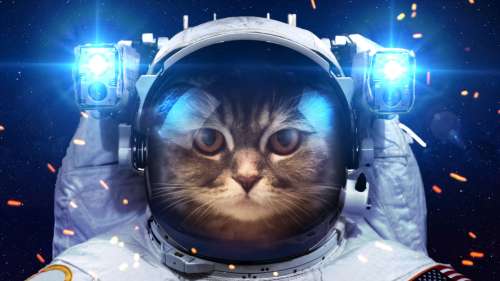 La NASA vient de recevoir une vidéo de chat depuis l’espace lointain