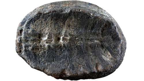 Une plante fossile vieille de plus de 100 millions d’années s’avère être quelque chose de bien différent