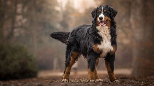 Ce nouveau médicament pourrait prolonger l’espérance de vie des grands chiens
