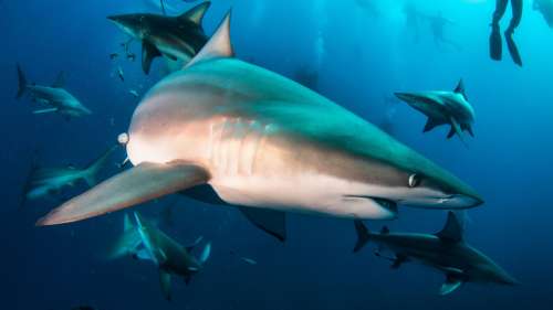 Des scientifiques font une découverte inattendue au sujet des requins