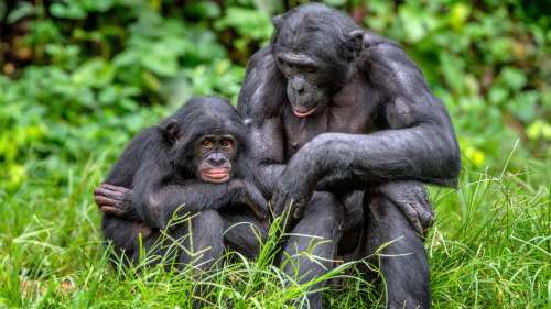 Même après des décennies de séparation, chimpanzés et bonobos reconnaissent leurs vieux amis