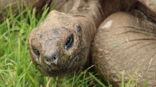 Jonathan la tortue, l’animal terrestre le plus vieux sur Terre, fête ses 191 ans
