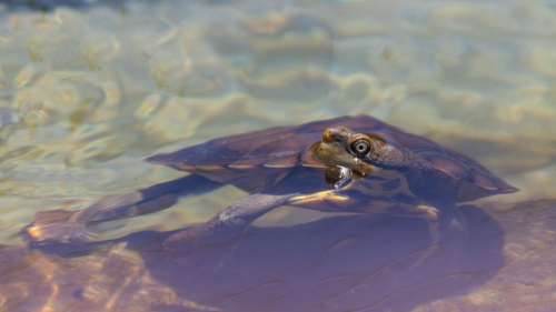 Une tortue en danger critique d’extinction pond des œufs, plongeant les écologistes dans l’euphorie