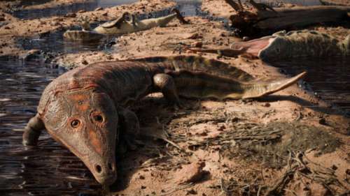 Découverte d’une nouvelle espèce d’amphibien géant au Brésil