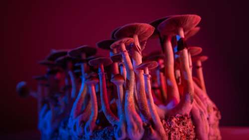 Les champignons sont devenus psychédéliques il y a 67 millions d’années, et on ignore pourquoi