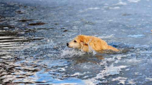 Cet homme courageux s’est jeté à l’eau pour sauver un chien tombé dans l’eau glacée