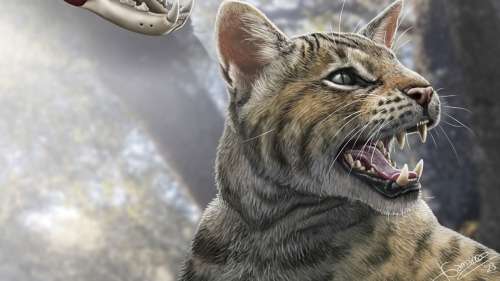 Découverte d’une nouvelle espèce de chat préhistorique en Espagne