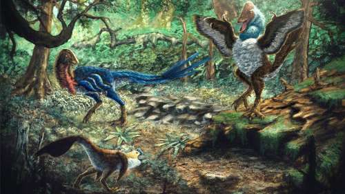 Dinosaures : ce terrifiant « poulet de l’enfer » pesait le poids d’un homme adulte