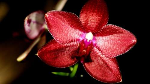 Une nouvelle orchidée flamboyante découverte au sommet d’un volcan indonésien