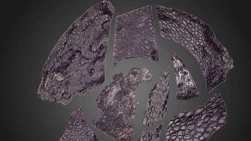 Découverte de la plus ancienne peau fossilisée au monde, antérieure aux dinosaures