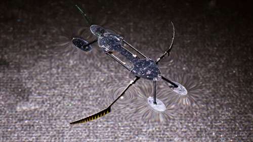 Ces robots-insectes sont les plus petits, les plus légers et les plus rapides jamais créés