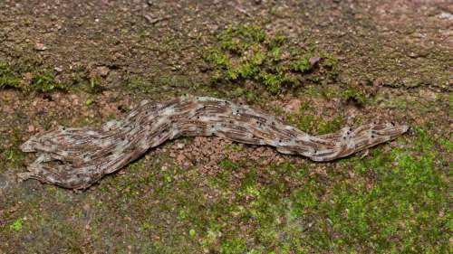 Le mystère de l’étrange « ver serpent », qui a intrigué les scientifiques pendant 10 ans, enfin résolu