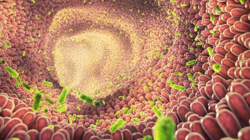D’intrigantes entités semblables à des virus découvertes dans le microbiote humain