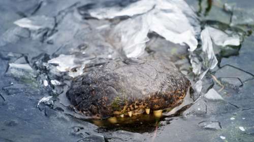 La vidéo d’un alligator immobilisé dans un lac gelé au Texas fait le buzz