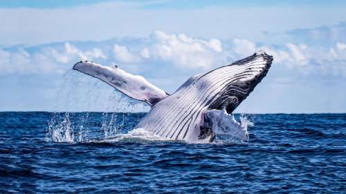 Une étude explique enfin pourquoi les baleines sont si immenses