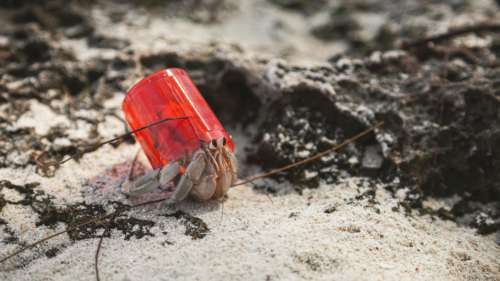 Les bernard-l’ermite échangent leur coquille pour nos déchets plastiques qui polluent les océans