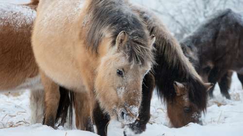 Ces chevaux sibériens ont évolué en un temps record pour supporter des températures extrêmes
