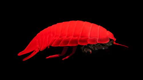 Cette étrange créature marine évolue dans l’obscurité depuis 300 millions d’années